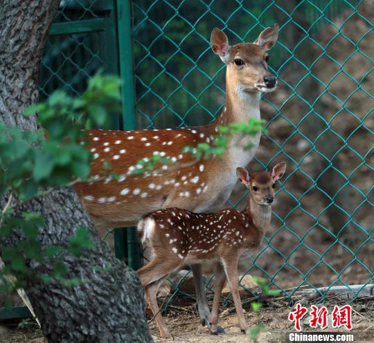 2011年，臺灣贈送大陸一對梅花鹿和一對長鬃山羊入住海峽兩岸交流基地威海劉公島。入住大陸以來，臺灣梅花鹿一家人丁興旺。(資料圖) 蔡潤連 攝