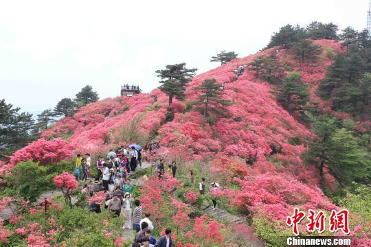 湖北麻城杜鵑文化旅遊節(jié)4月10日啟幕