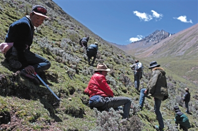 巴嘎村村民在海拔5000米的草甸上沿四十度的山坡挖蟲草。