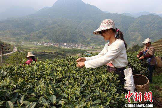 湖南莽山茶葉攜百萬訂單進(jìn)入臺(tái)灣市場