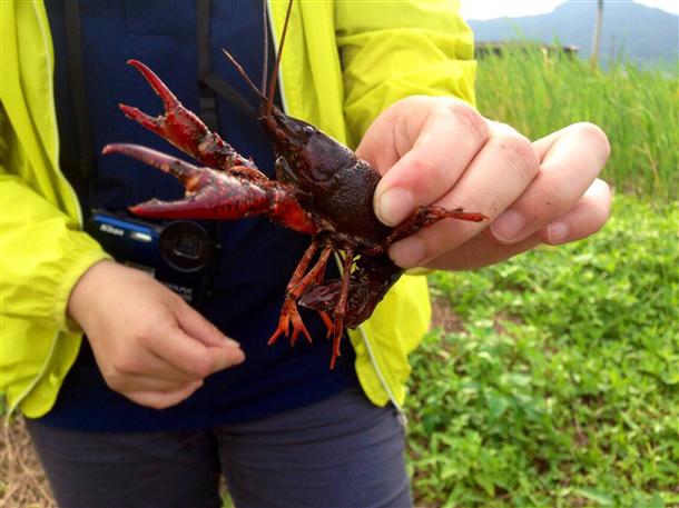 臺灣北部濕地遭小龍蝦入侵破壞農(nóng)田影響生態(tài)