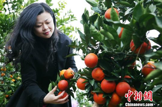 重慶三峽庫區(qū)打造血橙産業(yè)帶將建全國最大血橙基地