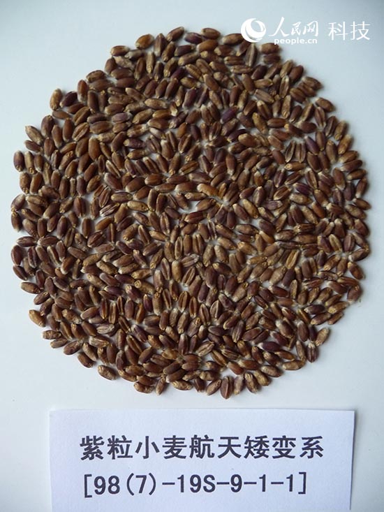 彩粒小麥彩色馬鈴薯問(wèn)世 花青素含量接近藍(lán)莓