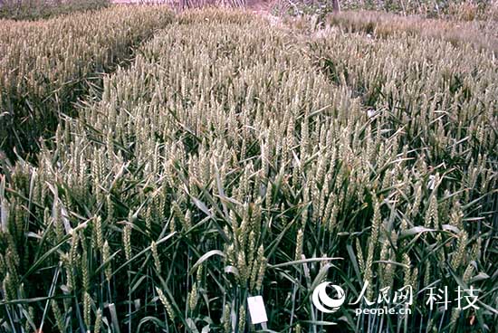 彩粒小麥彩色馬鈴薯問(wèn)世 花青素含量接近藍(lán)莓