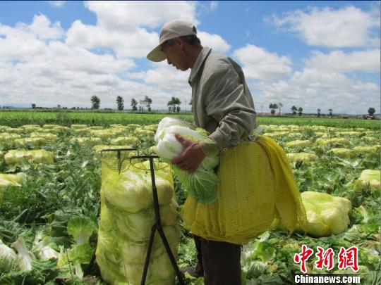 張家口壩上蔬菜銷(xiāo)路不暢菜農(nóng)嘆菜販子人間蒸發(fā)