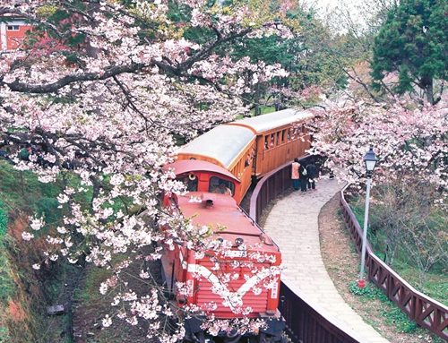 臺(tái)灣阿里山森林鐵路營(yíng)運(yùn)資金面臨“斷炊”（圖）