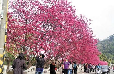 大批遊客慕名賞花櫻花經(jīng)濟(jì)將成臺(tái)中觀光業(yè)生力軍