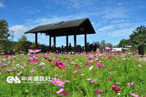 臺(tái)北為貓空樟樹步道“換粧”邀民眾體驗(yàn)花花世界