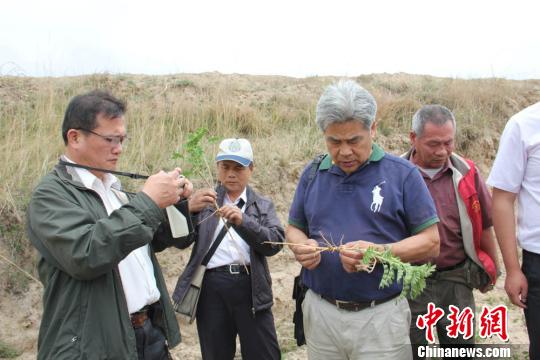 臺(tái)灣中藥商業(yè)同業(yè)聯(lián)合會(huì)人員在甘肅榆中縣中連川鄉(xiāng)淌窩村查看黃芪種植