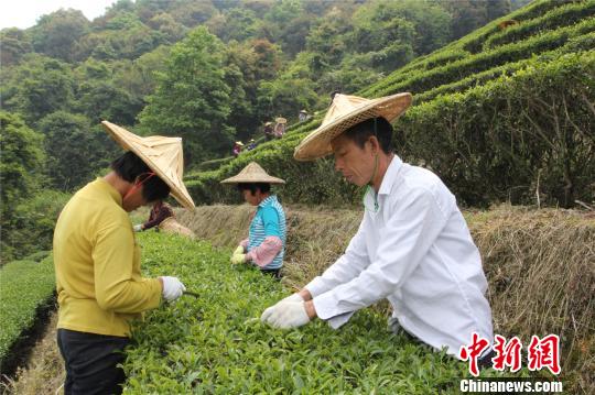 臺(tái)商登陸種茶“加減法”：加的是精細(xì)，少的是擔(dān)心