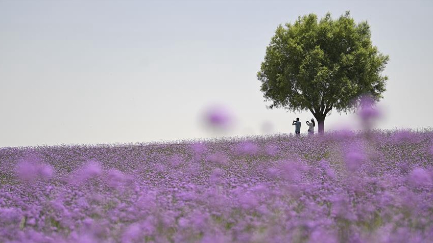 沙漠花海