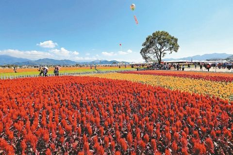 臺(tái)中舉辦國際花毯節(jié)花仙邀你走進(jìn)奇幻世界（圖）