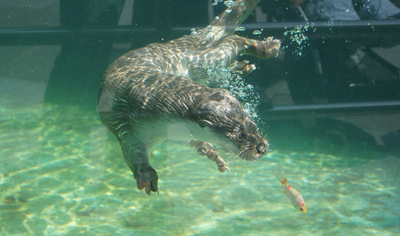 臺北動物園“爺爺級”水獺病逝 相當(dāng)於人類84歲(圖)