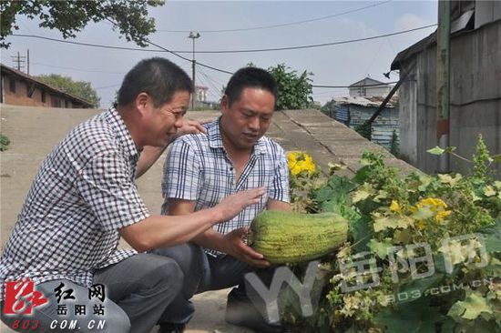 重達(dá)1500余克的絲瓜