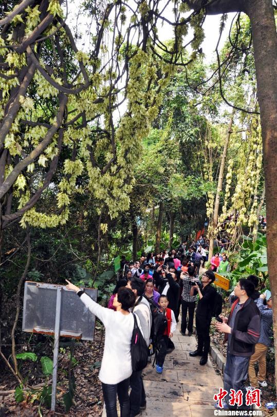 廣東東莞禾雀花開兩岸三地遊客紛至遝來