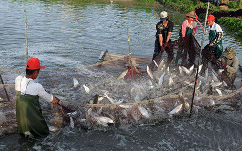 虱目魚