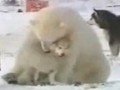 當(dāng)雪橇犬遇上北極熊：看多少次都不厭煩