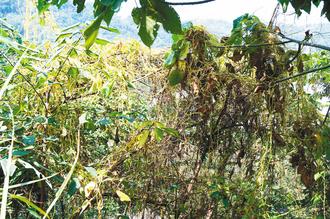 植物界“吸血鬼”日本菟絲子入侵臺灣威脅生態(tài)