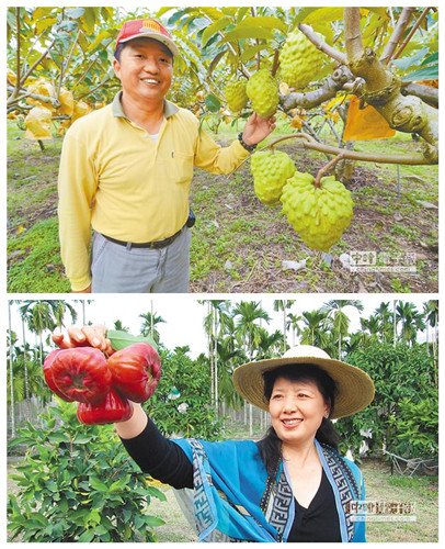 先預(yù)購後接單臺(tái)灣水果大陸銷售新模式（圖）