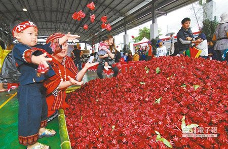 臺東研發(fā)洛神花新品種取名“紅斑馬”