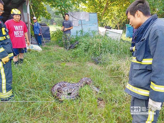 百斤巨蟒乍看似輪胎遭8名大漢力擒（圖）