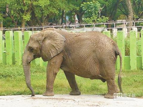 高雄動(dòng)物園大象用鼻子拋石頭打斷女遊客1顆門(mén)牙