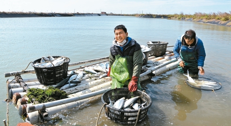 寒流侵襲 臺(tái)灣1350萬(wàn)尾虱目魚慘遭凍死(圖)