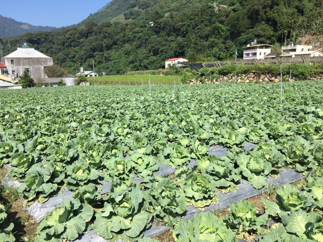 南投信義鄉(xiāng)初秋種高山卷心菜正復(fù)耕中。（圖片來源：臺灣《聯(lián)合報(bào)》）