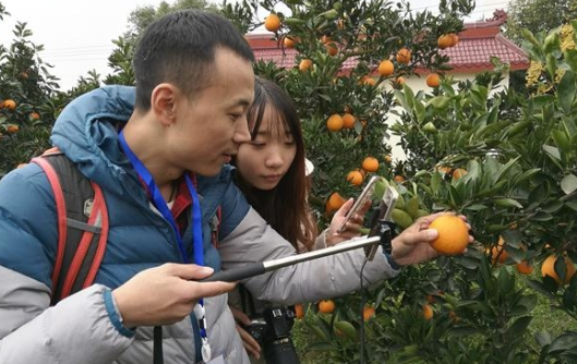 全國網(wǎng)路媒體採訪團走進金堂三溪鎮(zhèn) 從柑桔母本園看農(nóng)産品電子商務