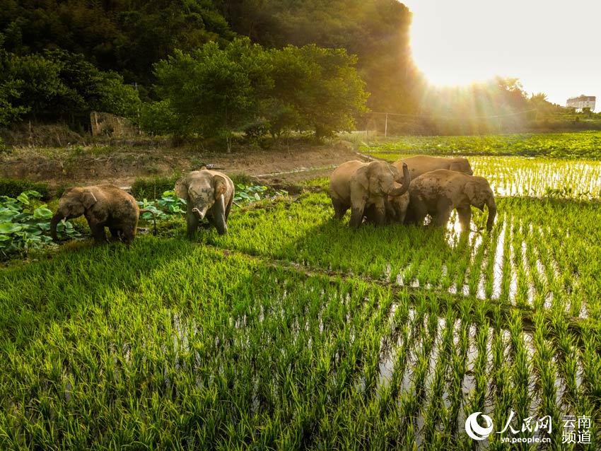 夕陽(yáng)西下，象群穿過莊稼地。李星宇攝