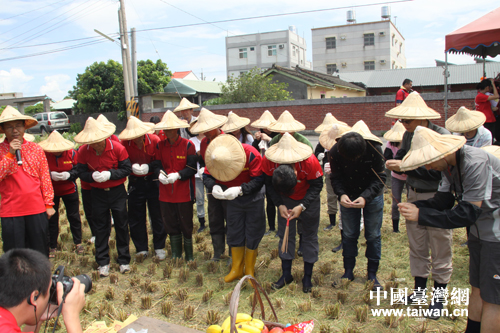 在一塊濁金米稻田開廉收割前舉行的祭天儀式（臺(tái)灣網(wǎng) 蕪?fù)?攝）