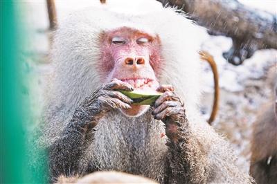 京野生動(dòng)物園:動(dòng)物消暑每天吃掉600斤西瓜(圖)