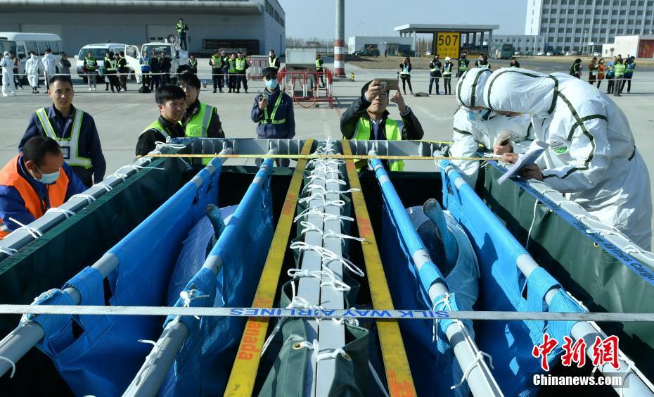 河北首次專機(jī)空運(yùn)海豚入境