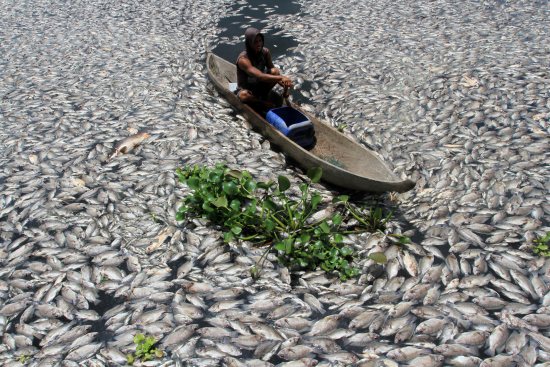 印尼一湖泊突現(xiàn)上萬條死魚:魚屍滿湖 場面駭人