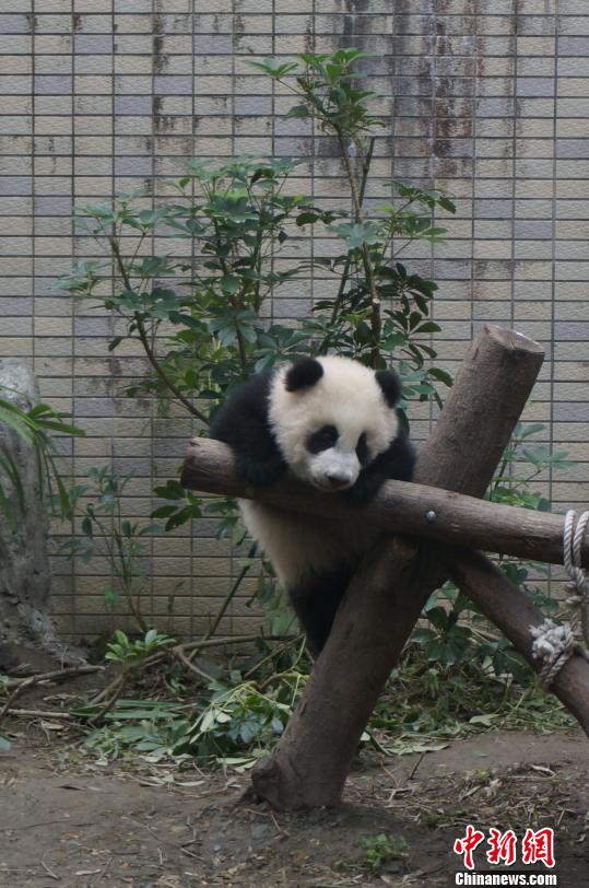 “圓仔”魅力無法擋入園人次創(chuàng)新高(圖)