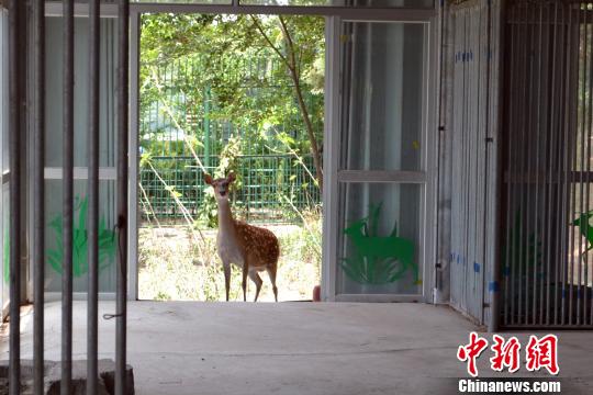 臺(tái)灣贈(zèng)送大陸梅花鹿“點(diǎn)點(diǎn)”誕下第五胎