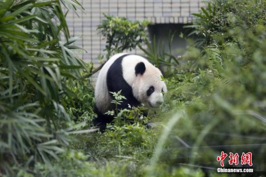 贈臺大熊貓團團現(xiàn)“鬼剃頭”？ 動物園：沒禿