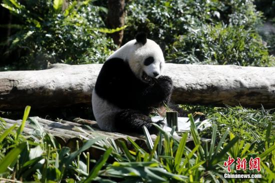 1月28日，臺(tái)北市立動(dòng)物園內(nèi)，“圓仔”享用冰凍的竹子。據(jù)臺(tái)灣氣象部門預(yù)報(bào)，臺(tái)北當(dāng)天最高氣溫預(yù)計(jì)達(dá)27攝氏度?！皥A仔”是大陸贈(zèng)臺(tái)大熊貓“團(tuán)團(tuán)”“圓圓”的結(jié)晶，作為首只在臺(tái)出生的大熊貓，2013年7月6日誕生後，它的一舉一動(dòng)備受外界關(guān)注。<a target='_blank' ><p  align=