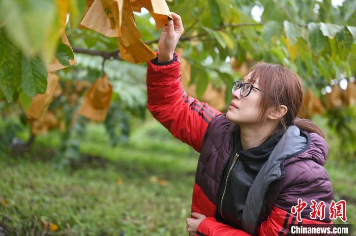 臺灣女碩士紮根廣西十年成新“農(nóng)”人