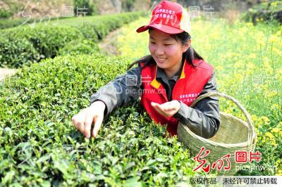 湖北宜昌：“助農(nóng)採(cǎi)茶”踐行群眾路線